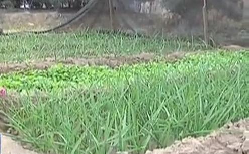 生態(tài)廊道變菜園 誰干的？