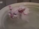 喜歡在盆里暖浴喵咪！這貨太懶了