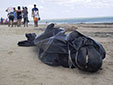 海洋環(huán)境惡化？巴西30鯨魚擱淺