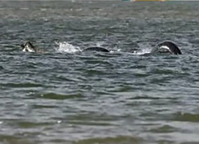 尼斯湖水怪又現(xiàn)？ 清晰照引熱議