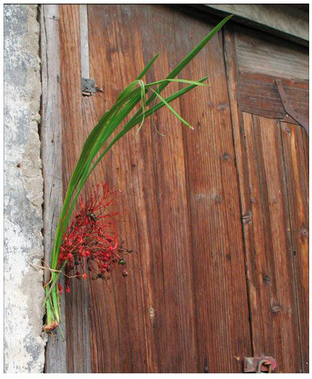 端午節(jié)時(shí)，百姓將菖蒲懸于家門，企盼驅(qū)病避邪