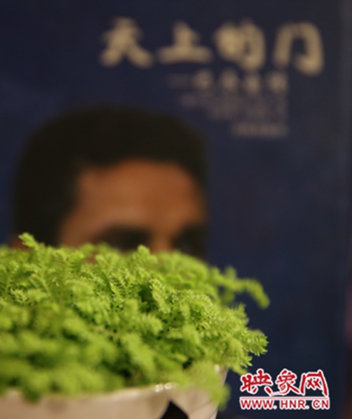 書(shū)架上精心布置的綠色植物。