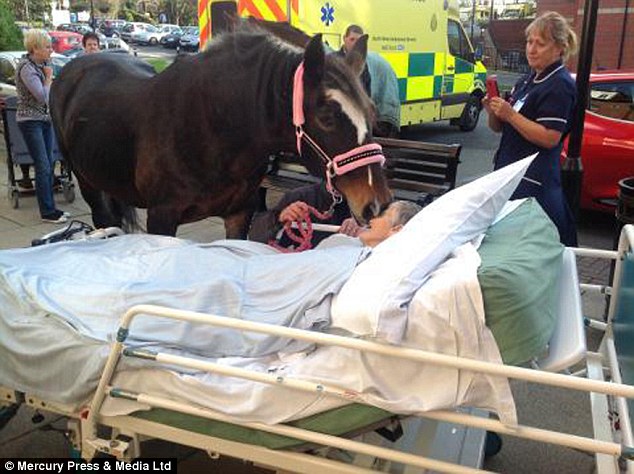 英國一老嫗臨終前與愛馬告別 場(chǎng)景感人