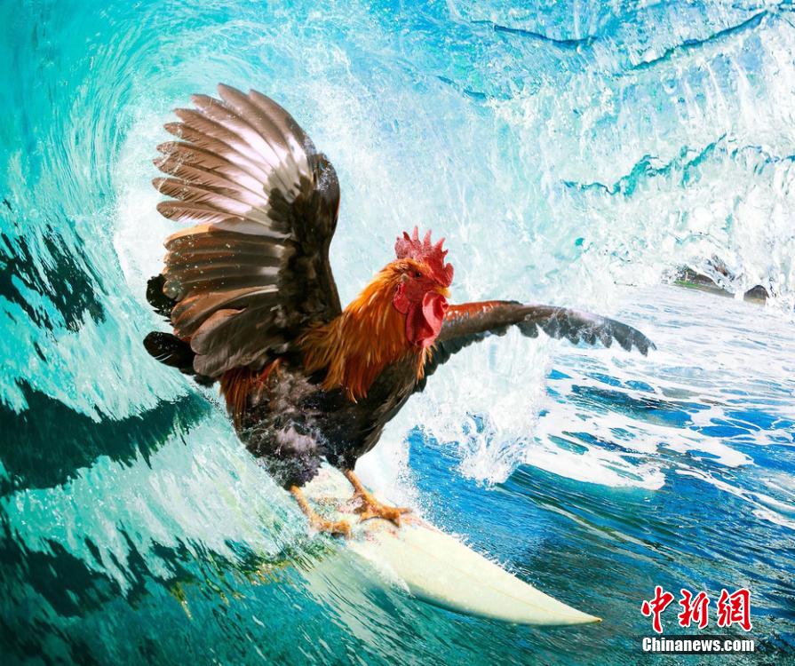 有趣！英國一公司推出公雞日歷